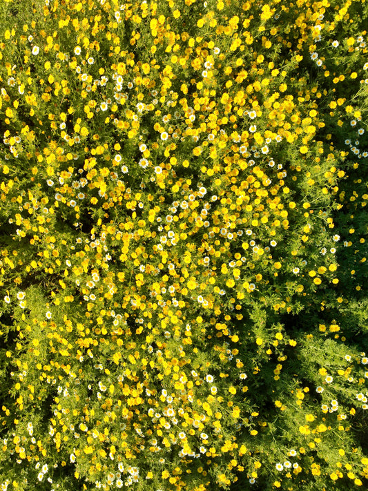 Super Bloom - Sunset Cliffs, San Diego CA